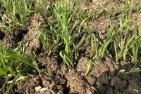 全国冬小麦播种已完成七成半